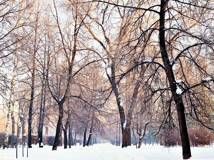 Winter in the local park \/ Novosibirsk \/ Siberia \/ 09.12.2011 Winter in the local park \/ Novosibirsk \/ Siberia \/ 09.12.2011