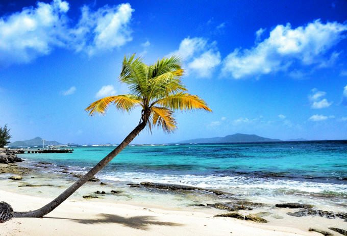Le Palm Le Palm