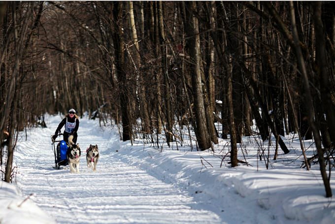 Sled dogs Sled dogs