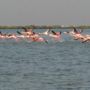 Фото 9 - Flamingo Beach Resort