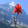 Фото 4 - Sunstar Alpine Hotel Grindelwald