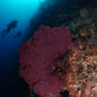 Фото 4 - Bunaken Divers Sea Breeze Resort