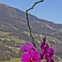 Фото 8 - Bauernhof Oberscheffau