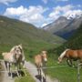 Фото 2 - Alpen-Frühstückspension Familie Höfler