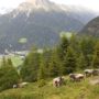 Фото 5 - Alpen-Frühstückspension Familie Höfler