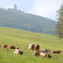 Фото 3 - Holiday Home Wienerwald Kaumberg