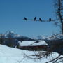 Фото 4 - Mecki s Dolomiten Panorama Stubn