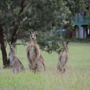 Фото 5 - Hunter Homestead