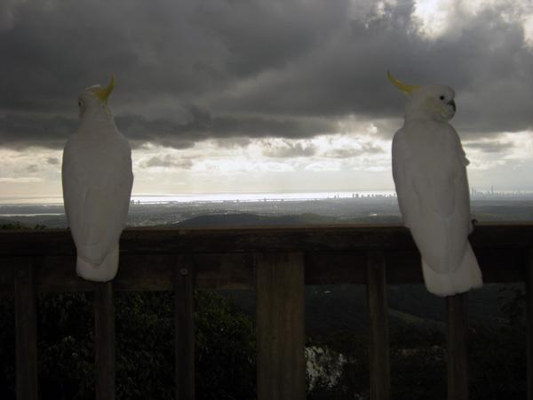 Фото 2 - Tamborine Mountain Bed and Breakfast