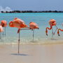 Фото 2 - Renaissance Aruba Resort and Casino