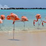 Фото 4 - Renaissance Aruba Resort and Casino