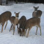 Фото 5 - Kicking Horse Canyon B&B