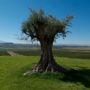 Фото 8 - Chateau Pago De Cirsus