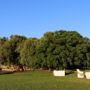 Фото 6 - Cortijo El Indiviso