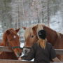 Фото 2 - Kamisak Husky and Horse Farm