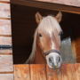 Фото 4 - Kamisak Husky and Horse Farm