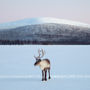 Фото 4 - Torassieppi Reindeer Farm and Cottages