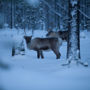Фото 8 - Torassieppi Reindeer Farm and Cottages