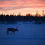 Фото 9 - Torassieppi Reindeer Farm and Cottages