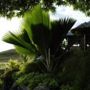 Фото 7 - Palmlea Farms Lodge & Bures (Villas)