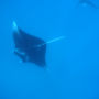 Фото 11 - Mai Dive  Astrolabe Reef Resort