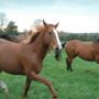 Фото 3 - Ferme De Riou