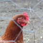 Фото 8 - Gîte La Longère de la Thébline