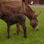 Фото 5 - Ferme Equestre - Camping Insolites