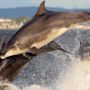 Фото 9 - Dolphin Bay Suites