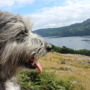 Фото 8 - Loch Ness Cottage