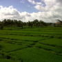 Фото 11 - Arjana Bungalows Rice Field