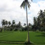 Фото 10 - Bali Wid Villa