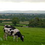 Фото 1 - Ballindrum Farm B&B