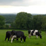 Фото 7 - Ballindrum Farm B&B