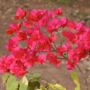 Фото 14 - Granpa s Inn - Bougainvillea