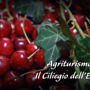 Фото 8 - IL Ciliegio Dell  Etna