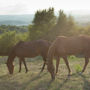 Фото 4 - Podere San Lorenzo