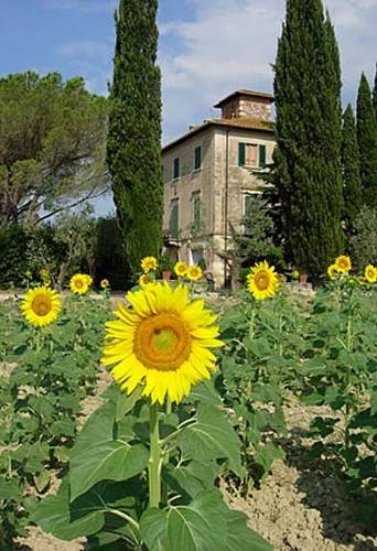 Фото 6 - Fattoria Di Casavecchia