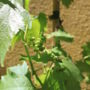 Фото 7 - Grapes & Bites - Hostel and Wines