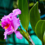 Фото 4 - Orchidacea Resort
