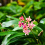 Фото 5 - Orchidacea Resort