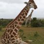 Фото 2 - Mansfield Game Reserve