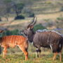 Фото 5 - Botlierskop Private Game Reserve