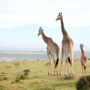 Фото 7 - Garden Route Game Lodge