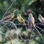 Фото 3 - Birds Babble Self Catering Guesthouse