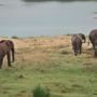 Фото 8 - Elephant Walk Retreat