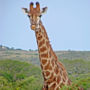 Фото 6 - Bonamanzi Game Reserve